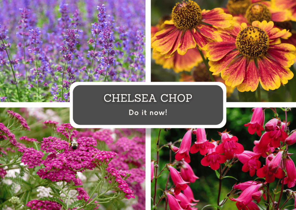 The Chelsea Chop How to Do It and Why RHSI