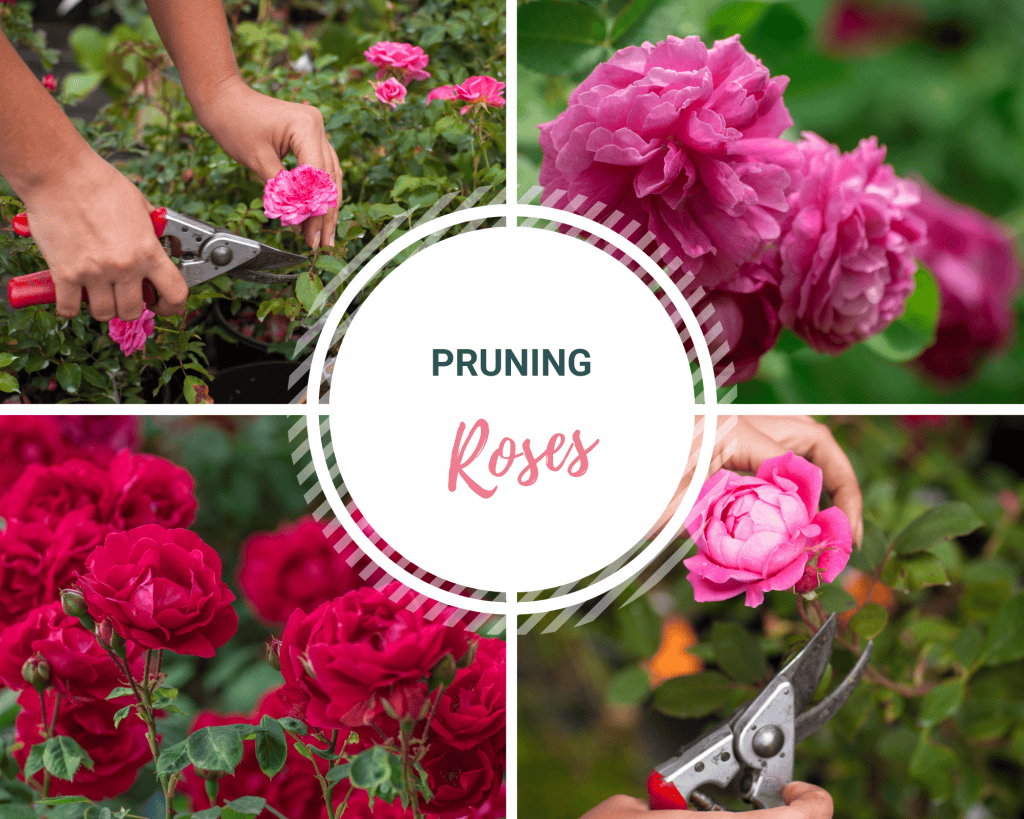 Pruning Roses Rhsi Pruning Roses Rhsi